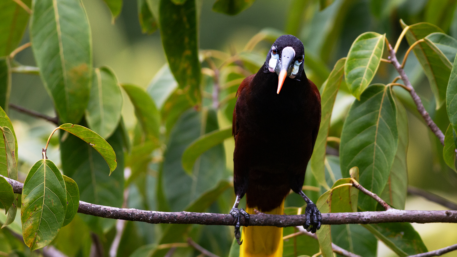 Montezuma Oropendola